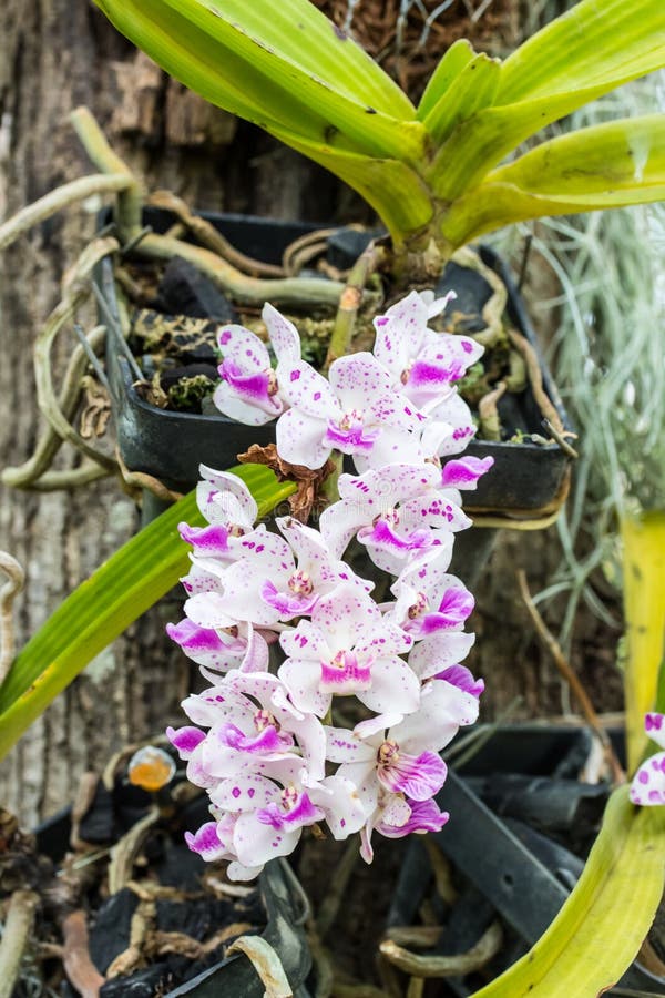 Orquídea, Orelha De Elefante Imagem de Stock - Imagem de pêndulo, chuva:  71940355
