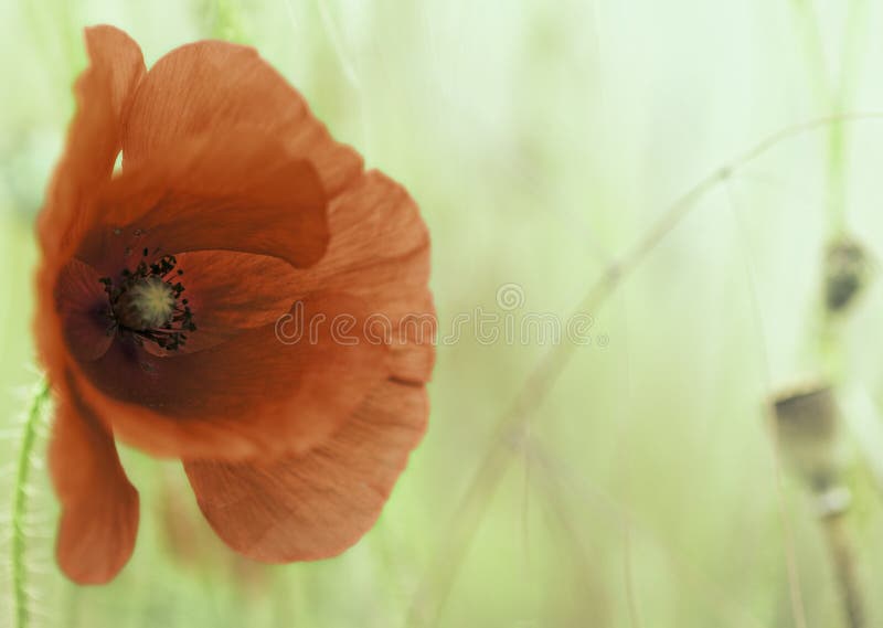 Flor vermelha da papoila foto de stock royalty free Flor vermelha da papoila foto de stock royalty free