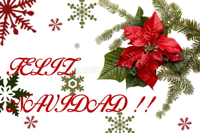 Flor vermelha da poinsétia com árvore de abeto e neve no fundo branco Cartão de Natal dos cumprimentos postcard christmastime Bra ilustração stock Flor vermelha da poinsétia com árvore de abeto e neve no fundo branco Cartão de Natal dos cumprimentos postcard christmastime Bra ilustração stock