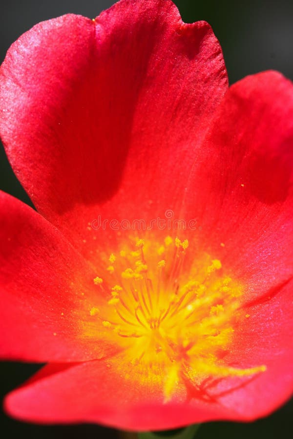 Flor vermelha de Chaba foto de stock royalty free Flor vermelha de Chaba foto de stock royalty free