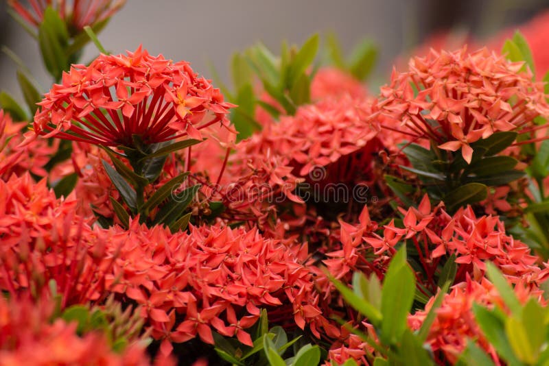 Flor Vermelha De Ixora No Jardim Em Tailândia. Foto de Stock - Imagem de  floral, decorativo: 40213344