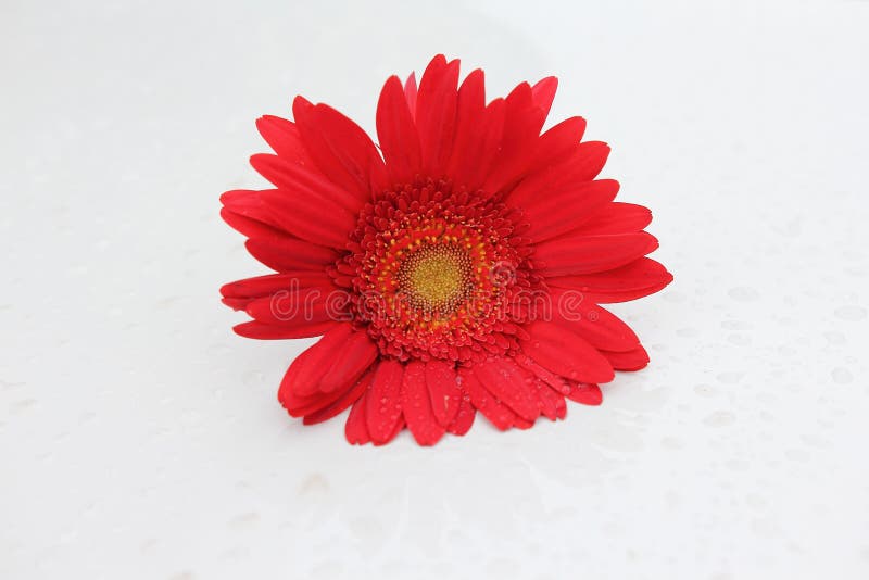 Flor vermelha do gerbera fotos de stock Flor vermelha do gerbera fotos de stock