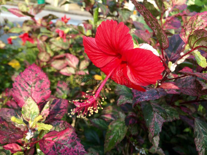 Flor vermelha do hibiscus fotografia de stock royalty free Flor vermelha do hibiscus fotografia de stock royalty free