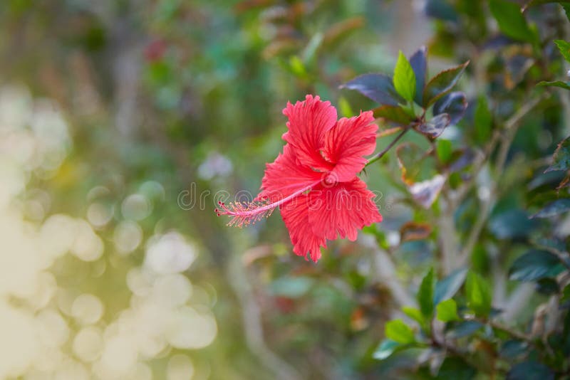 Flor vermelha do hibiscus em um fundo verde Karkade no jardim tropical fotos de stock royalty free Flor vermelha do hibiscus em um fundo verde Karkade no jardim tropical fotos de stock royalty free