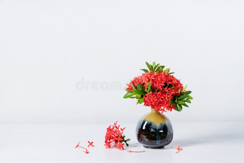 Flor Vermelha Do Ixora No Vaso Cerâmico Azul Imagem de Stock - Imagem de  bonito, vermelho: 74992067