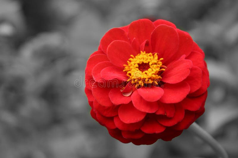 Flor Vermelha Do Zinnia Do Sangue Foto de Stock - Imagem de fundo,  wildflower: 105920652