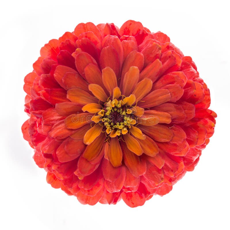 Flor vermelha dos elegans do zinnia isolados no fundo branco, vista superior imagens de stock royalty free Flor vermelha dos elegans do zinnia isolados no fundo branco, vista superior imagens de stock royalty free