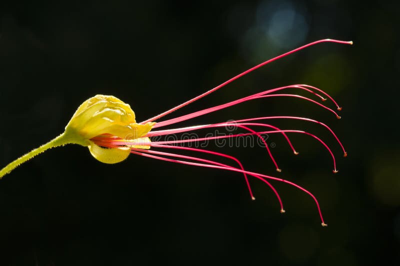 Flor Vermelha E Amarela De Uma árvore Da Mimosa Imagem de Stock - Imagem de  floral, pistilo: 32900001