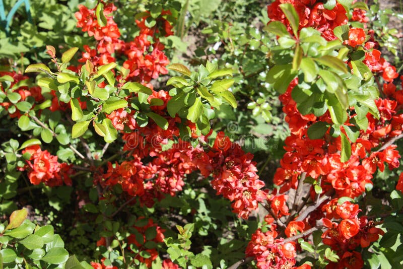 Flor vermelha e amarela na jarda fotografia de stock Flor vermelha e amarela na jarda fotografia de stock