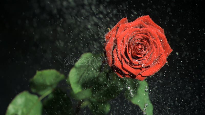 Flor vermelha em super câmara lenta a ser regada vídeos de arquivo