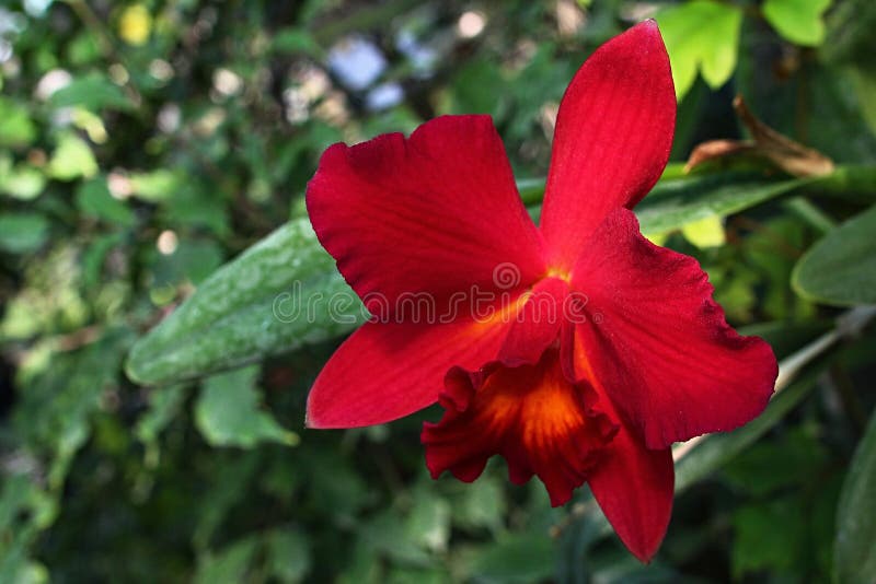 Flor Vermelha Rica Da Orquídea Cattleya Labiata, Igualmente Conhecida Como  Cattleya Carmesim Foto de Stock - Imagem de brasil, também: 140195702