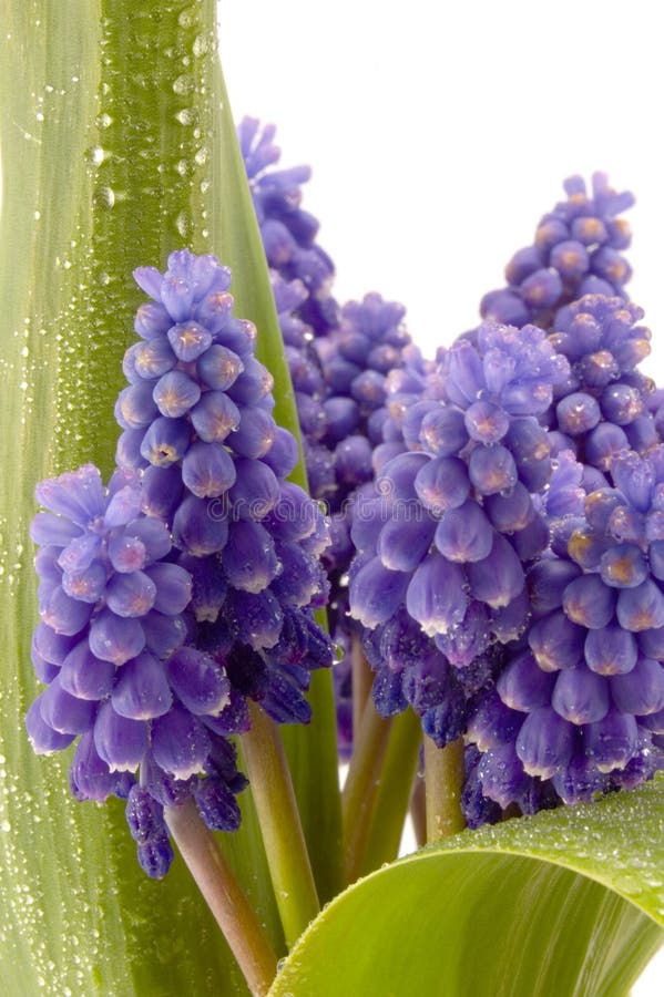 Flor violeta foto de archivo. Imagen de bulbo, cubo, pascua - 2212784