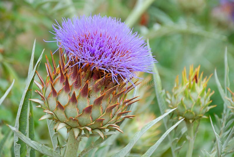 Flor violeta de un cardo foto de archivo. Imagen de biodiversidad - 94871482