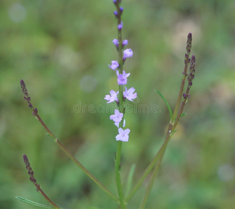 Flor Violeta En Un Tallo Alto De Una Flor Silvestre. Foto de archivo - Imagen de wildflower, plantas: 179758220 Flor Violeta En Un Tallo Alto De Una Flor Silvestre. Foto de archivo - Imagen de wildflower, plantas: 179758220