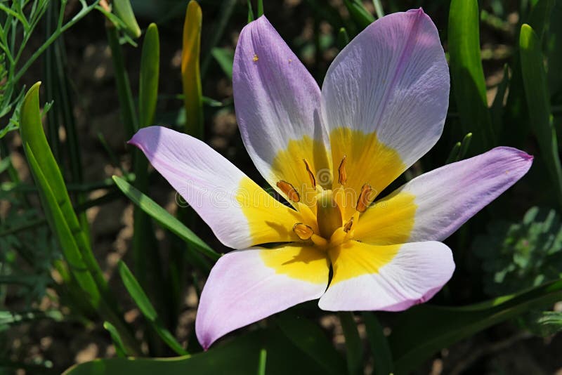 Flor Violeta Holandesa Gigante De Florescência Completa Do Açafrão,  Registro Da Flor Do Cultivar Foto de Stock - Imagem de completamente, mola:  145376160