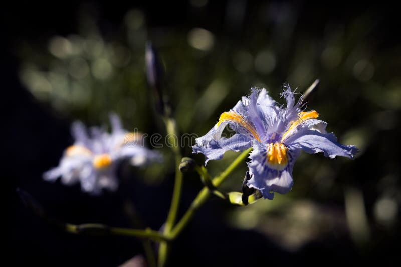 Flor Violeta - Iris Japonica O Lirio De Japón Fringed Iris. - Violet Flower - Iris Japonica or Lily of Japan Fringed Iris. Stock Photo - Image of japasup3, nica: 127156634 Flor Violeta - Iris Japonica O Lirio De Japón Fringed Iris. - Violet Flower - Iris Japonica or Lily of Japan Fringed Iris. Stock Photo - Image of japasup3, nica: 127156634