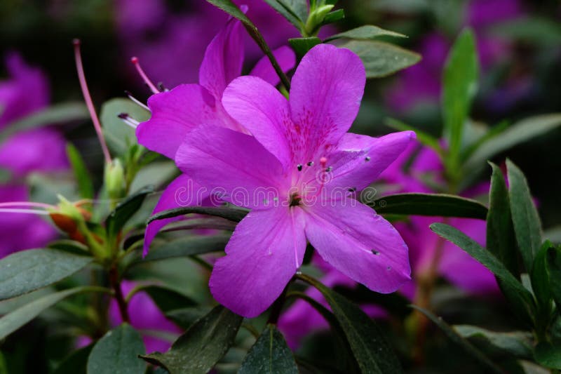 Flor Violeta O Violeta De Azalea Floreciendo En El Jardín De La Jungla De  La Ciudad Imagen de archivo - Imagen de brote, azalea: 172604233