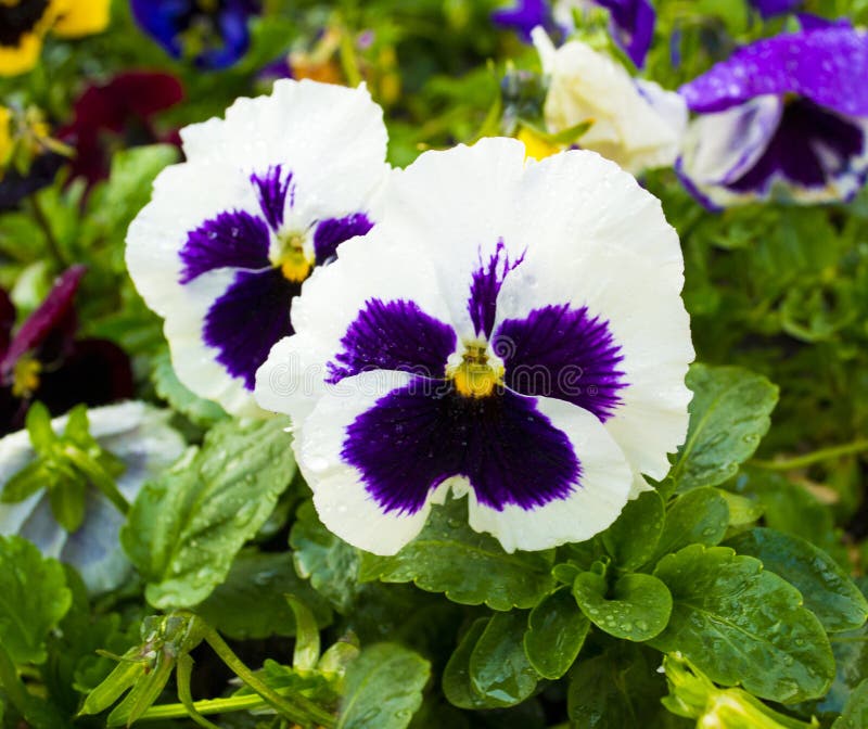 Flor Violeta Pensamientos Pensamiento De La Flor Pensamientos Coloridos PA  Blanco Imagen de archivo - Imagen de pensamiento, verde: 94121013