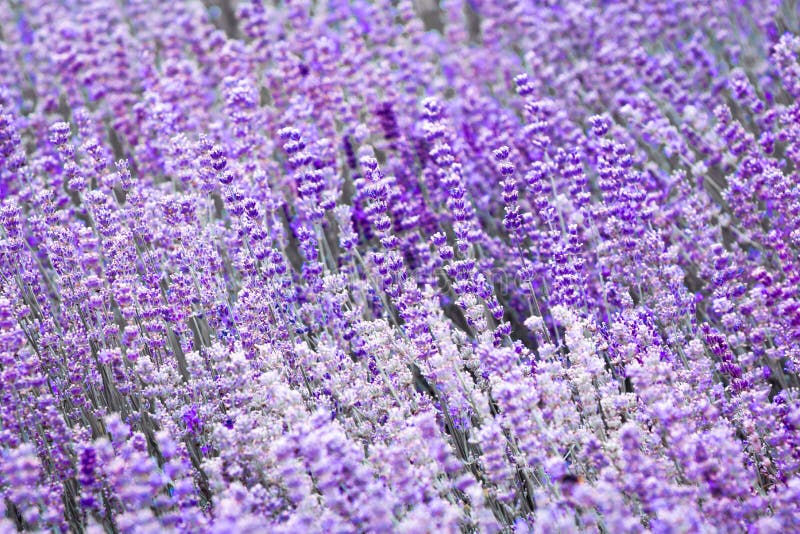 Flor violeta púrpura de la lavanda del color fotografía de archivo libre de regalías Flor violeta púrpura de la lavanda del color fotografía de archivo libre de regalías