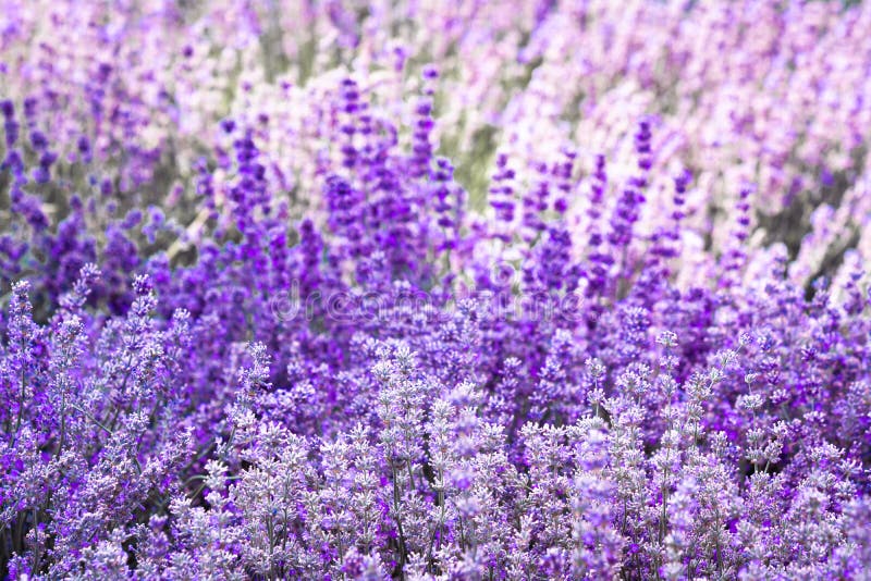 Flor violeta púrpura de la lavanda del color imagen de archivo Flor violeta púrpura de la lavanda del color imagen de archivo