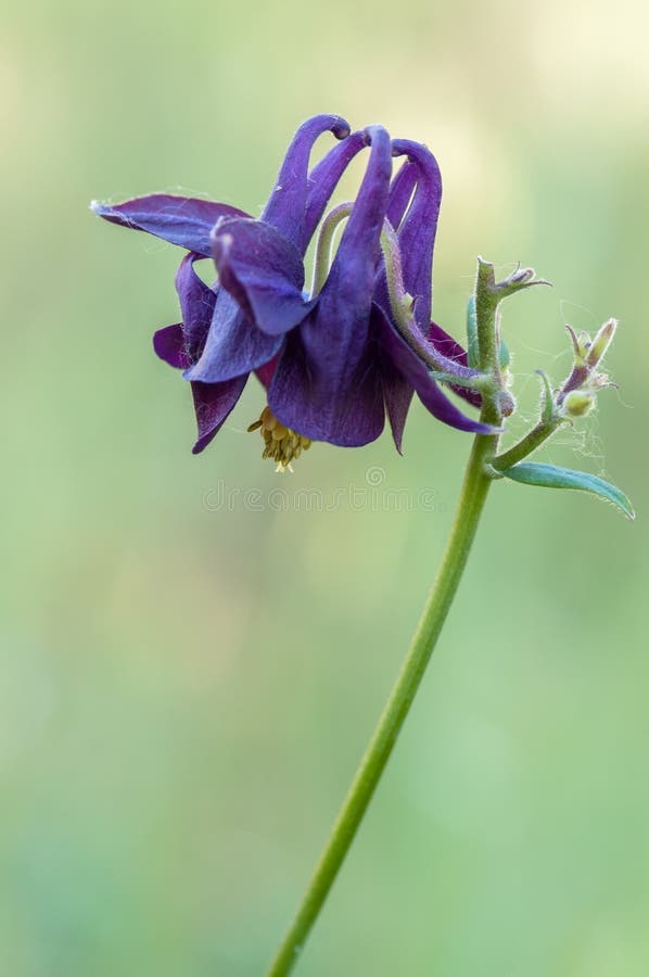 Flor vulgar de Aquilegia imagens de stock Flor vulgar de Aquilegia imagens de stock