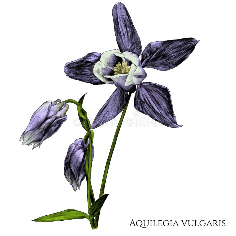 Flor vulgar de Aquilegia com botão de florescência e florescida não ainda ilustração royalty free