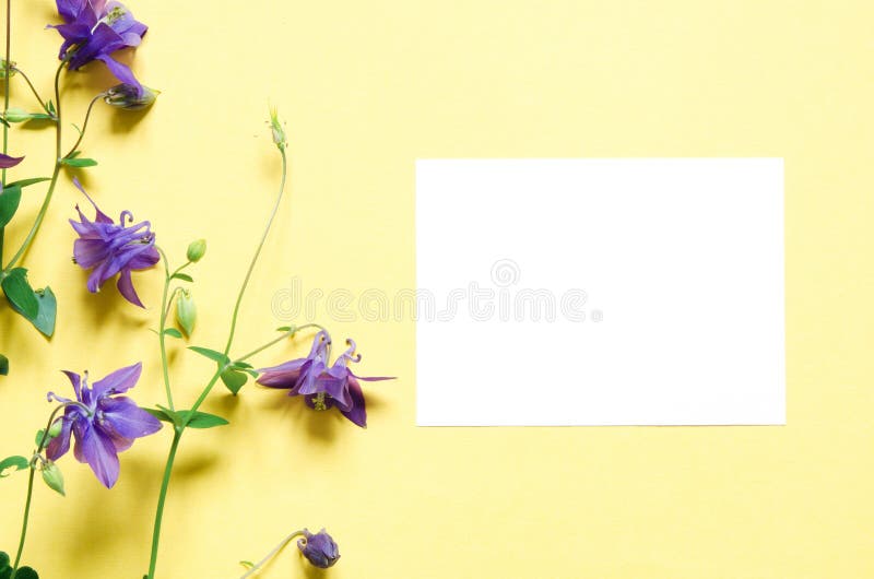 Flor vulgaris de Aquilegia aislada en fondo amarillo Maqueta Visi?n desde arriba imagen de archivo libre de regalías Flor vulgaris de Aquilegia aislada en fondo amarillo Maqueta Visi?n desde arriba imagen de archivo libre de regalías