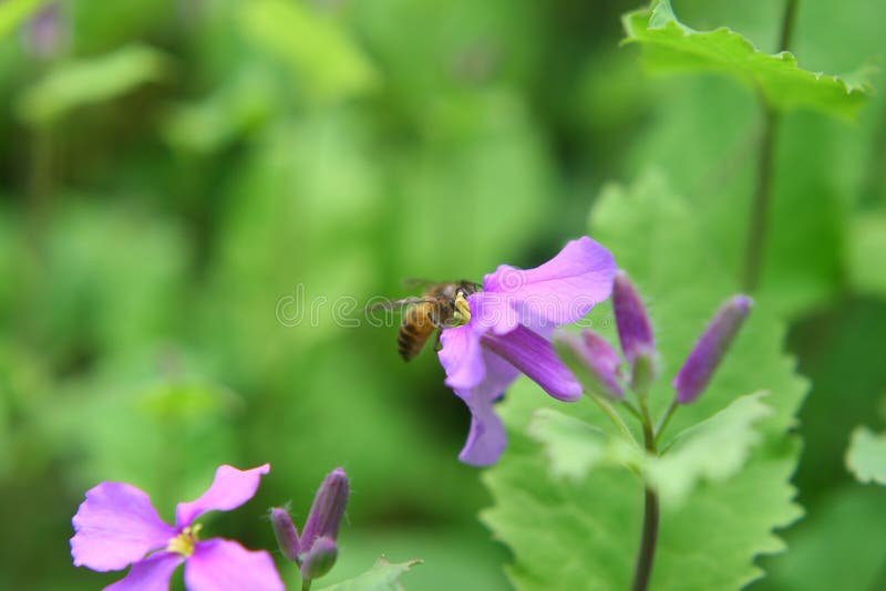 A Bee sitting on beautiful yellow flower, close up, marco. A Bee sitting on beautiful yellow flower, close up, marco