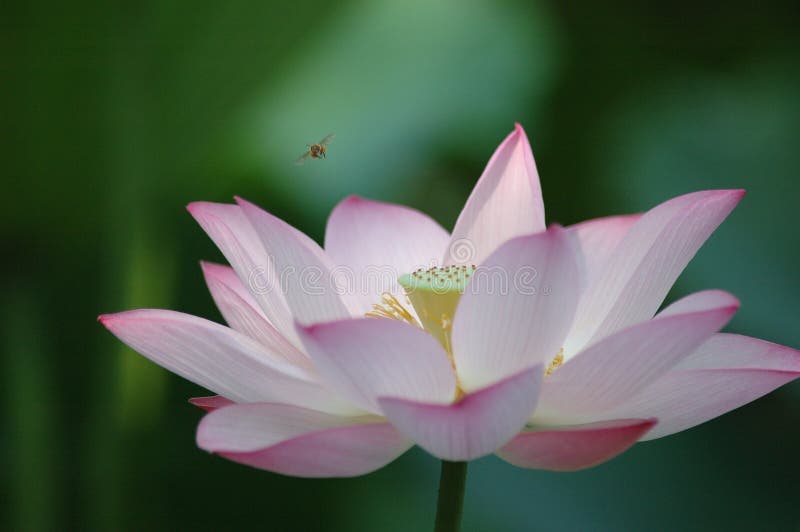 Blooming lotus flower attracts a bee. Blooming lotus flower attracts a bee