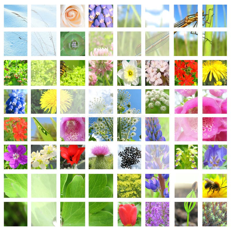 Flor y collage herbario fotos de archivo Flor y collage herbario fotos de archivo