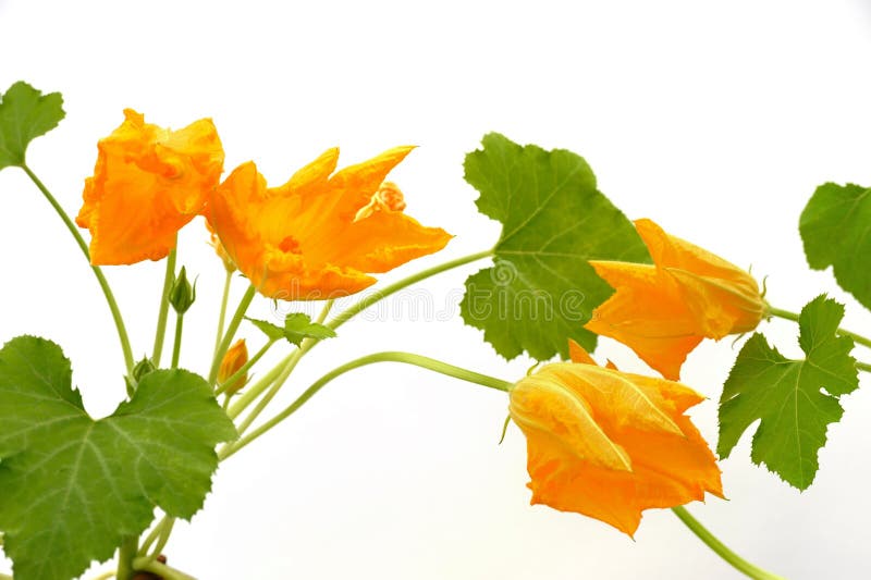Flor y hojas de la calabaza aisladas en blanco fotografía de archivo libre de regalías Flor y hojas de la calabaza aisladas en blanco fotografía de archivo libre de regalías