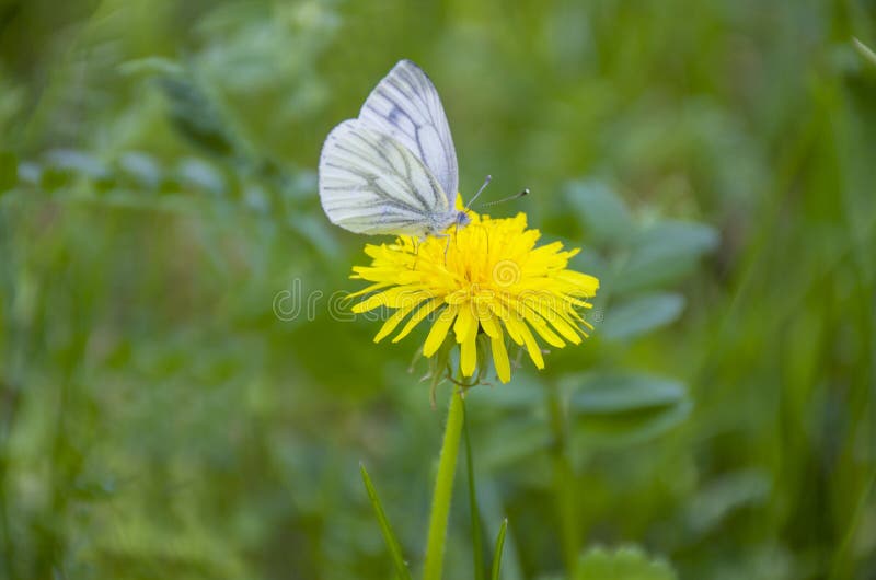 Flor y mariposa amarillas de la hierba del diente de león en Rusia fotos de archivo Flor y mariposa amarillas de la hierba del diente de león en Rusia fotos de archivo