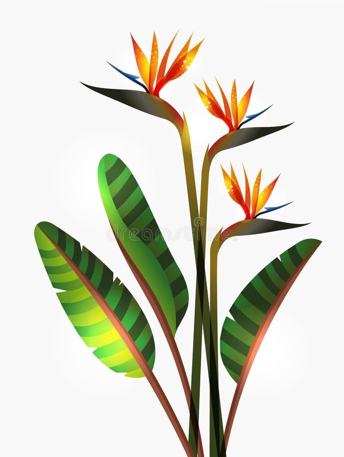 Flor Y Tronco De La Ave Del Paraíso Ilustración del Vector - Ilustración de  planta, rojo: 29196499