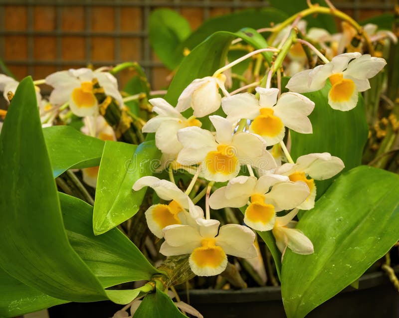 Floração De Orquídeas Amarelas E Brancas Imagem de Stock - Imagem de  estame, estrutural: 196810413