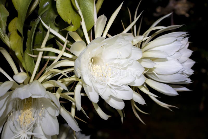 Floração da dama-da-noite é flagrada com recurso fotográfico que