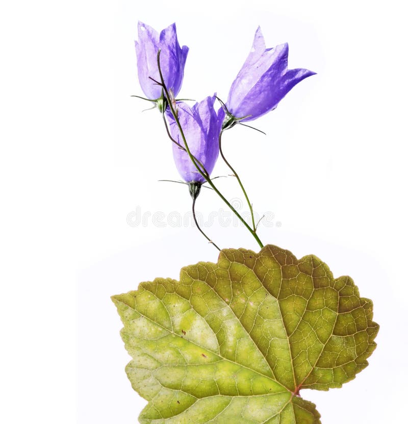 Flora stockfoto