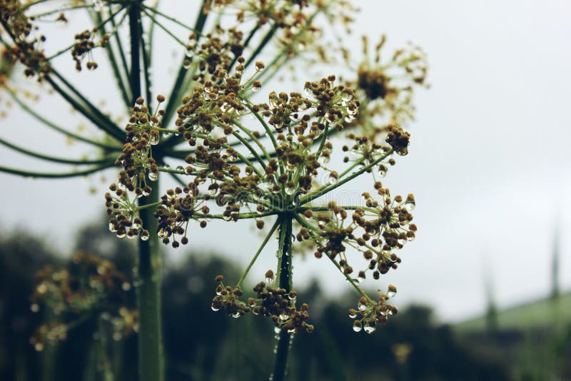  flora stockfotografie