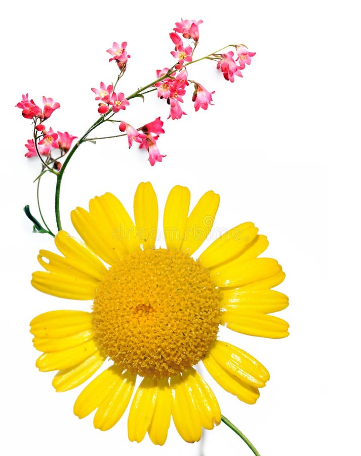 Flora lizenzfreies stockfoto