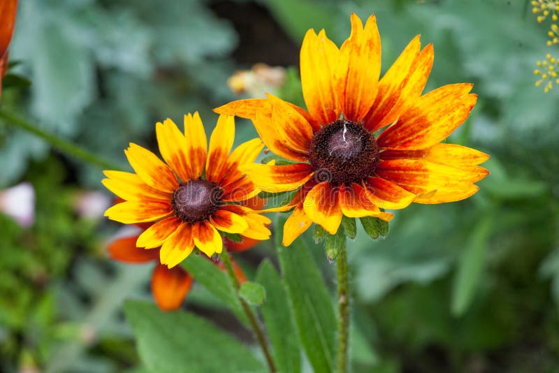 Flora Background Colourful Coreopsis Uptick guld brons trädgårdblommor arkivfoto Flora Background Colourful Coreopsis Uptick guld brons trädgårdblommor arkivfoto