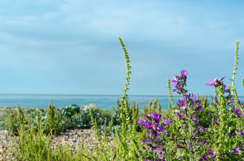 Flora costiera - Inghilterra del sud
