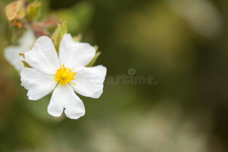 Flora de cistus de Gran Canaria - de Montpellier photographie stock libre de droits Flora de cistus de Gran Canaria - de Montpellier photographie stock libre de droits