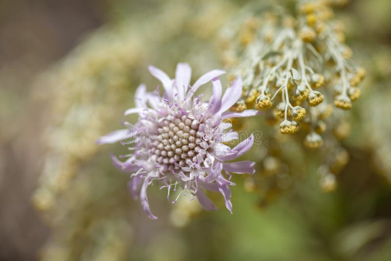 Flora de Gran Canaria - de dumetorum et d'armoise de Pterocephalus image stock Flora de Gran Canaria - de dumetorum et d'armoise de Pterocephalus image stock