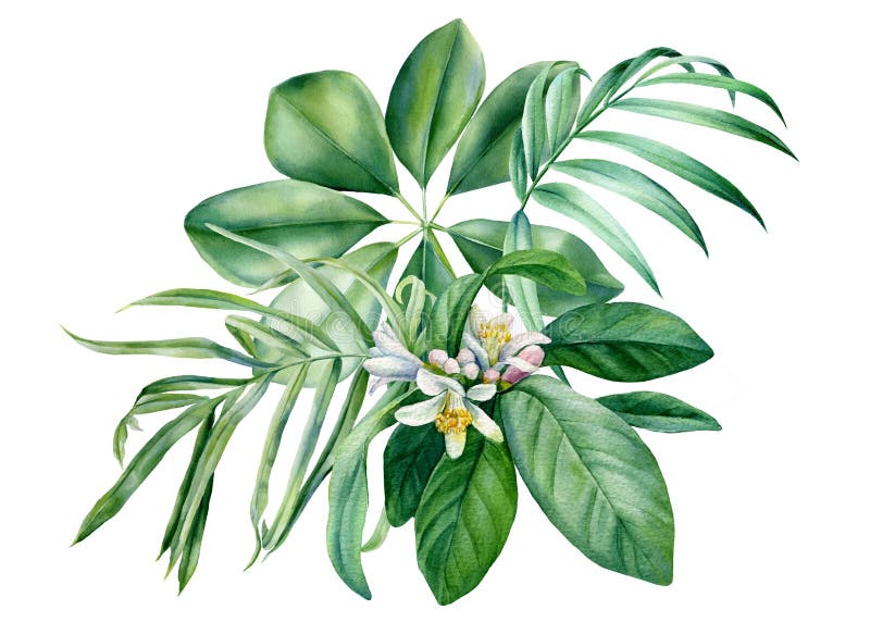 Flora design elements. Leaves of tropical plants on white background, watercolor botanical illustration