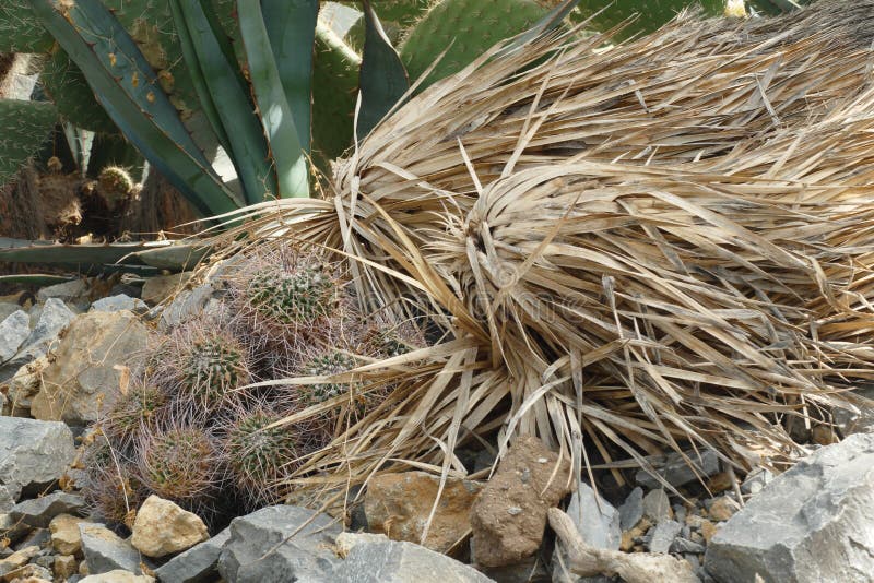 Flora do deserto com arbusto foto de stock Flora do deserto com arbusto foto de stock