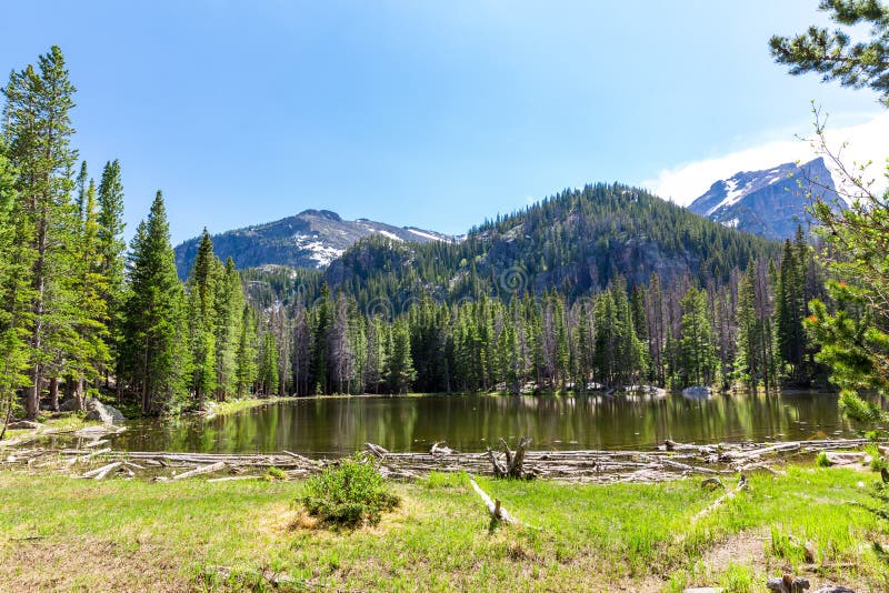 Flora e fauna di Rocky Mountain National Park immagine stock Flora e fauna di Rocky Mountain National Park immagine stock