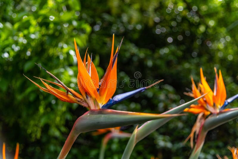 Flora and Fauna at the Melbourne Botanical Gardens Stock Image - Image of  cityscape, botanical: 168487669