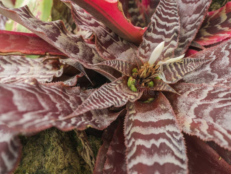 Flora flower red leaf plant in forest with stone royalty free stock image Flora flower red leaf plant in forest with stone royalty free stock image