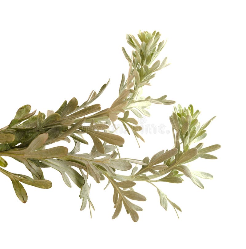 Flora gran canaria artemisia thuscula lokalnie nazywana kadzidłem ze względu na jej wysoce aromatyczne właściwości fotografia royalty free