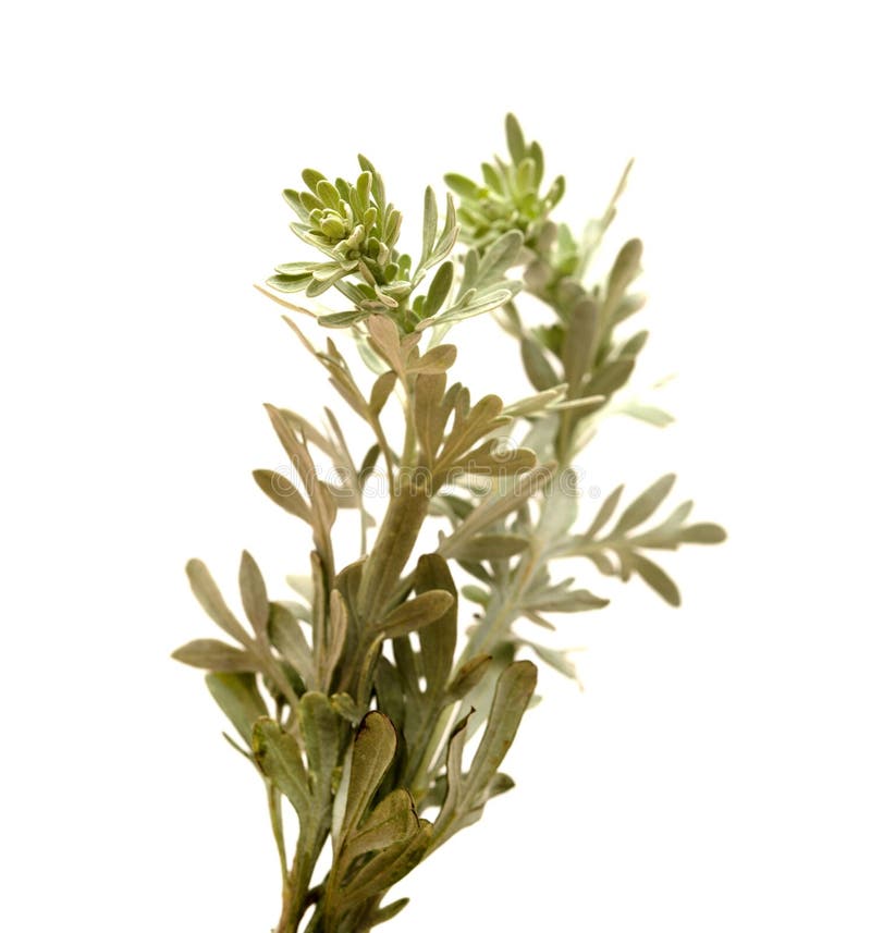 Flora gran canaria artemisia thuscula lokalnie nazywana kadzidłem ze względu na jej wysoce aromatyczne właściwości obrazy royalty free