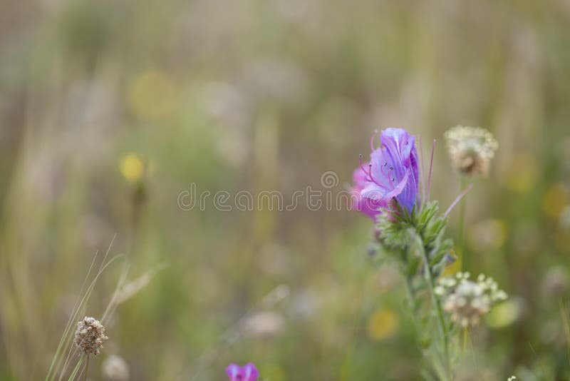 Flora of Gran Canaria - flowering Echium plantagineum royalty free stock photo Flora of Gran Canaria - flowering Echium plantagineum royalty free stock photo